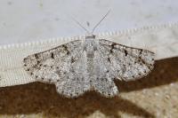 Dyscia fagaria