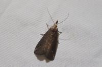 Schrankia costaestrigalis