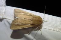 Mythimna litoralis