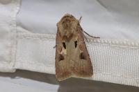 Agrotis exclamationis