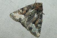 Oligia strigilis