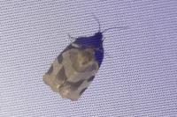 Choristoneura hebenstreitella