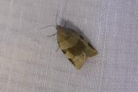 Choristoneura hebenstreitella