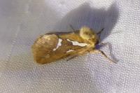 Korscheltellus lupulinus