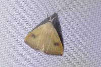 Rivula sericealis