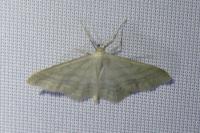 Idaea subsericeata