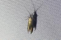 Coleophora
