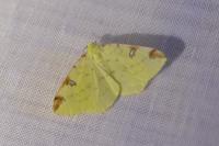 Opisthograptis luteolata