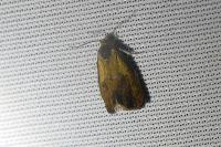 Ptycholoma lecheana