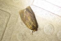 Ptycholoma lecheana