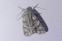Acronicta rumicis