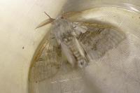 Calliteara pudibunda