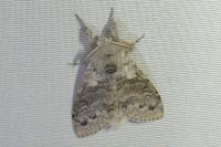 Calliteara pudibunda