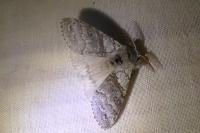 Calliteara pudibunda