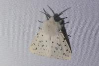 Spilosoma lubricipeda