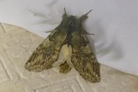 Peridea anceps