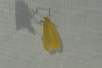 Wittia sororcula
