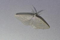 Cabera exanthemata