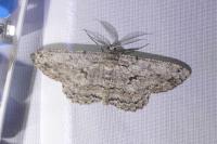 Hypomecis roboraria
