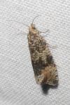 Celypha lacunana