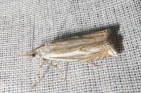 Crambus lathoniellus