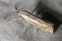 Crambus lathoniellus