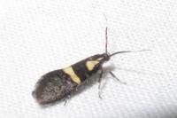 Dasycera oliviella
