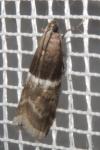 Elegia atrifasciella