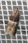 Elegia atrifasciella