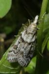 Eudonia angustea