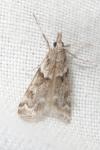 Eudonia angustea