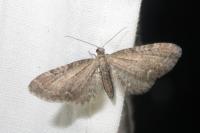 Eupithecia vulgata