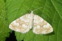 Perizoma flavofasciata