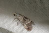 Cochylis posterana