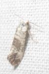 Cochylis posterana