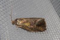 Ptycholoma lecheana