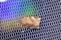 Choristoneura hebenstreitella
