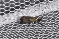 Adela reaumurella