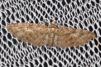 Eupithecia abbreviata