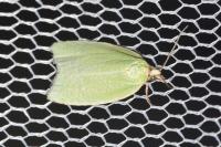 Tortrix viridana
