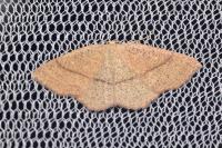 Cyclophora ruficiliaria