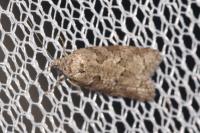 Cnephasia communana