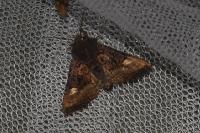 Euplexia lucipara