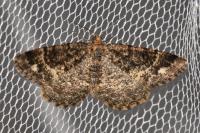 Parectropis similaria