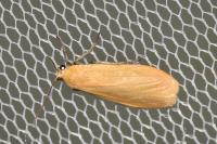 Wittia sororcula