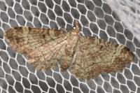 Pasiphila rectangulata