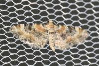 Eupithecia pulchellata