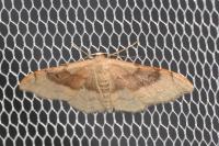 Idaea degeneraria
