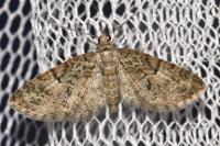 Eupithecia dodoneata