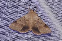 Minucia lunaris